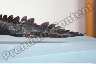 Crocodile tail photo reference 0118